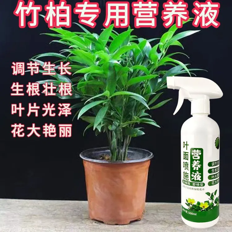 竹柏专用肥防黄叶防烂根水培植物营养液生根液驱蚊草营养液有机肥