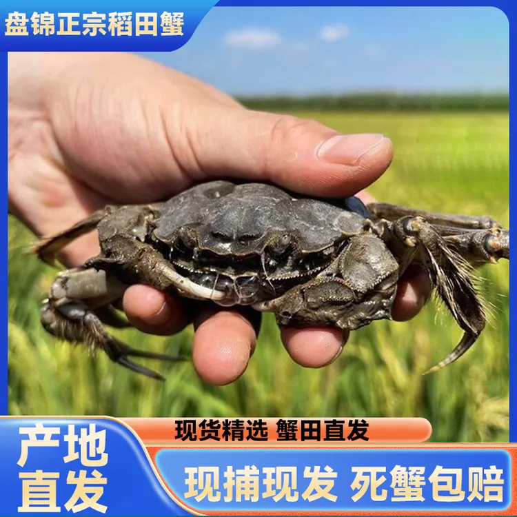 河蟹一两母三斤（27-30只）顺丰包邮