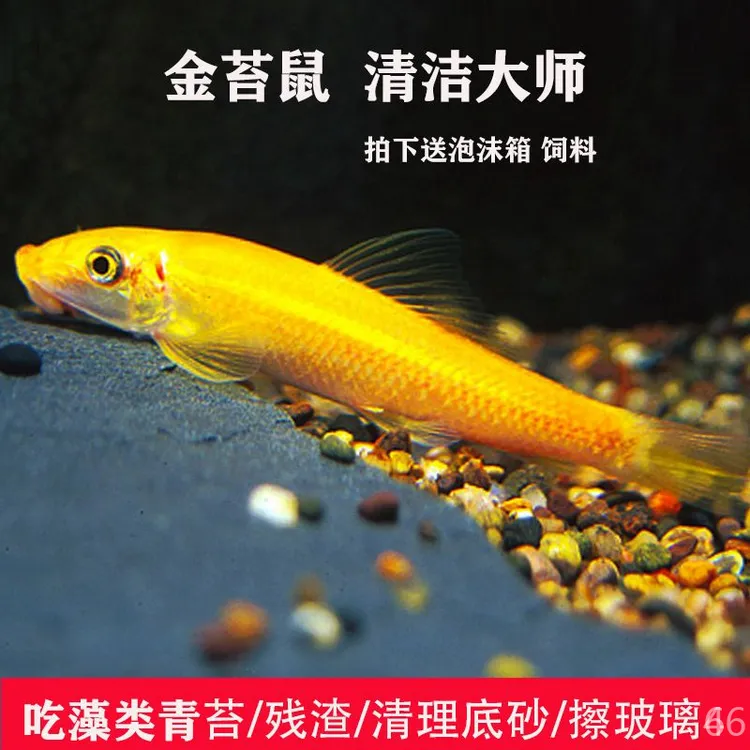 金苔鼠鱼小型观赏鱼青苔鼠热带鱼除藻绿藻鱼清道夫鱼粪垃圾清理鱼