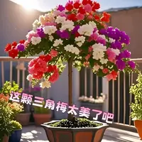 【高桩】勤花新品三角梅多色阳台盆栽老庄耐热四季好养绿植庭院
