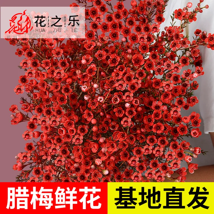 澳洲腊梅鲜花云南基地直发水养鲜切花卉年宵花办公室客厅插花家用