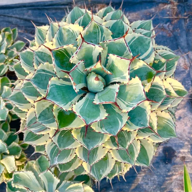 网红植物吉祥冠龙舌兰庭院室内绿植沙漠景观裸根发货不带盆