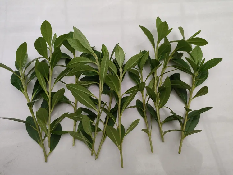 多品种杜鹃花嫁接枝条供应满足多样需求网红植物