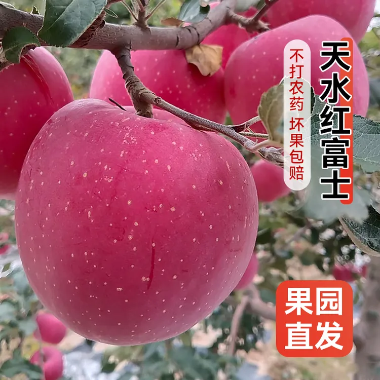 甘肃天水高山红富士苹果脆甜多汁新鲜现摘产地直发当季红富士苹果