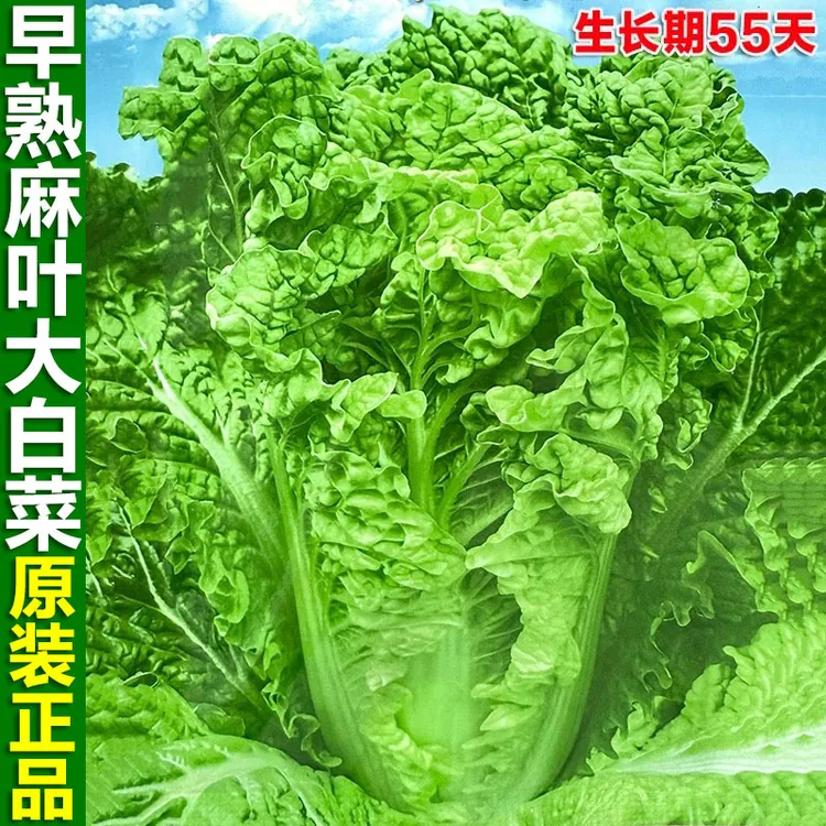 早熟55天麻叶大白菜种子秋季耐热皱叶多叶火锅白菜种籽蔬菜种子孑