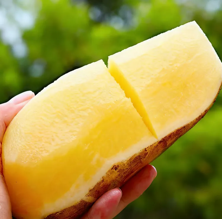 【农家现挖】正宗云南天山雪莲果应季新鲜孕妇水果清甜脆爽多汁黄心