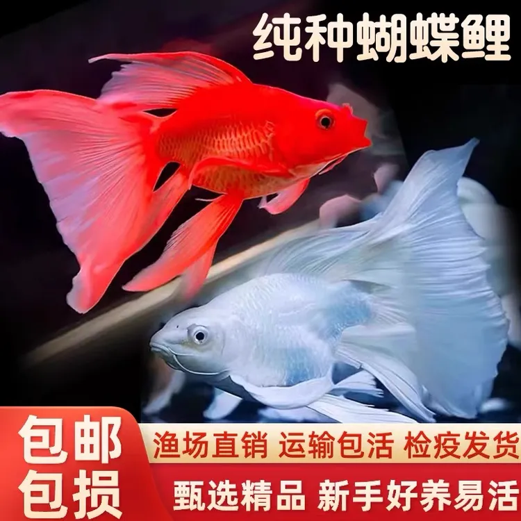 台湾红色蝴蝶鲤球体大鳍大尾高背狮子头玛雅熊猫观赏鱼短身贵妃