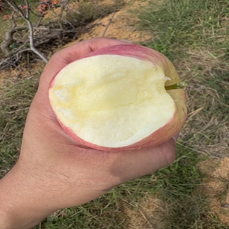 正宗红富士冰糖心苹果现摘现发脆甜多汁新鲜水果（顺丰快递）