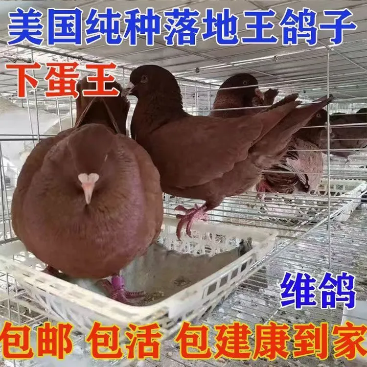 元宝鸽落地王鸽子纯种大体观赏鸽活体生鲜肉鸽信鸽落地王种鸽一对