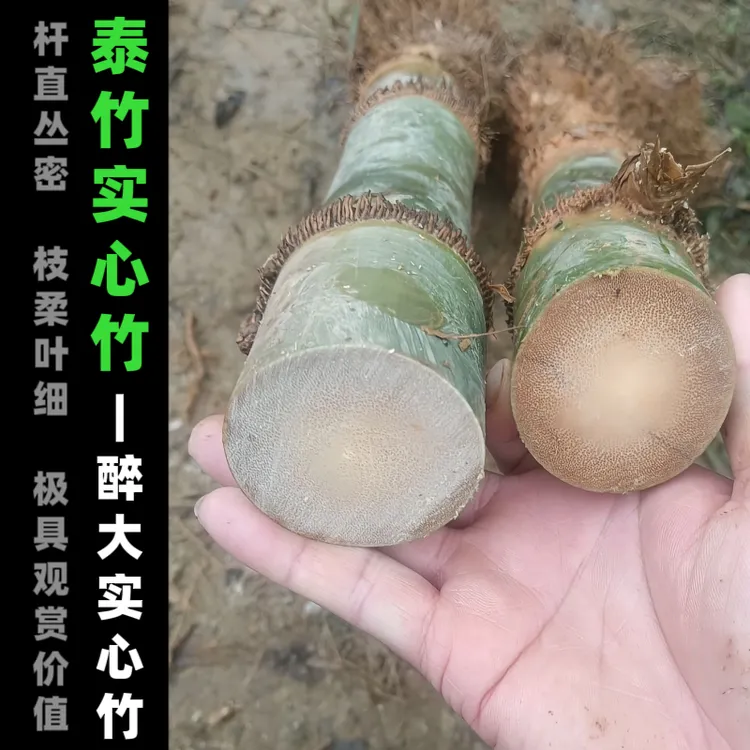 泰竹泰国实心竹缅甸实心竹盆栽盆景大实心竹竹苗