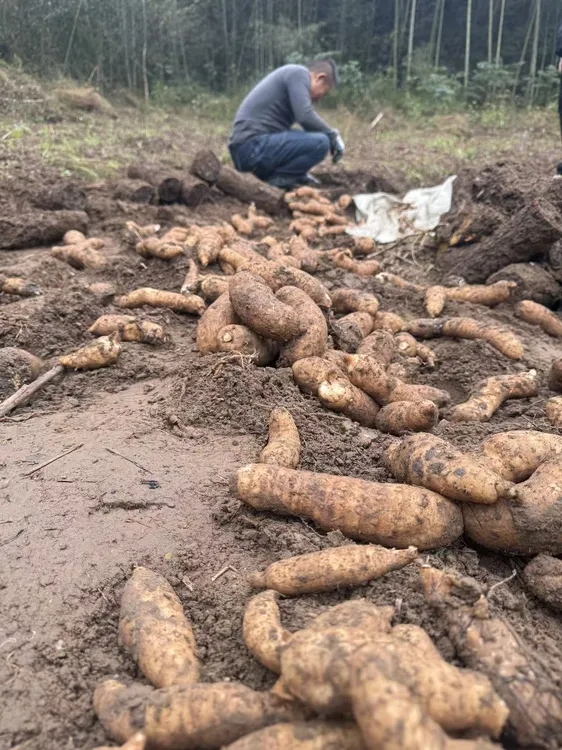 金寨新鲜天麻2025年大别山深山野外种植现挖现发煲汤炒菜佳品