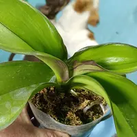 蝴蝶兰光芒四射变异株3.5寸加高杯不带花根少量