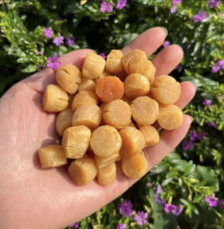 元贝大连淡干足干 500头400头300头元贝 250-500g 罐装瓶老少皆宜