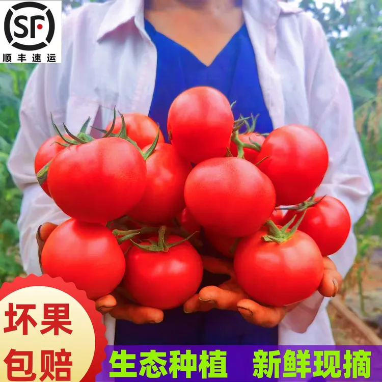 【顺丰包邮】农家现摘现发露天沙瓤多籽多汁现摘丝瓜番茄新鲜美味