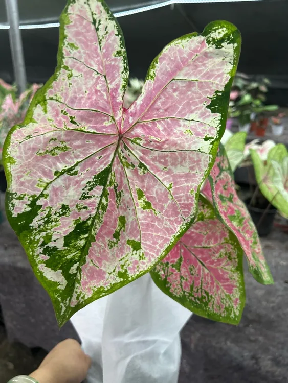 彩叶芋热植种球多年生耐热懒人绿植