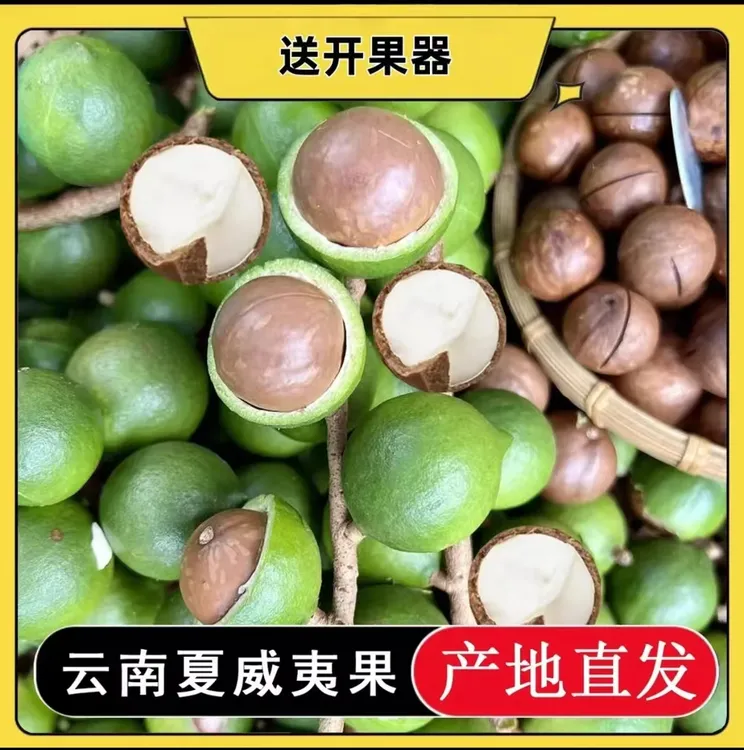 2025云南新鲜夏威夷果带绿壳现摘现发夏自带椰奶香微维生素c水果