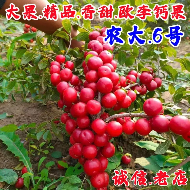 中华钙果苗嫁接农大6号钙果树苗耐寒欧李苗盆栽地栽南方北方种植