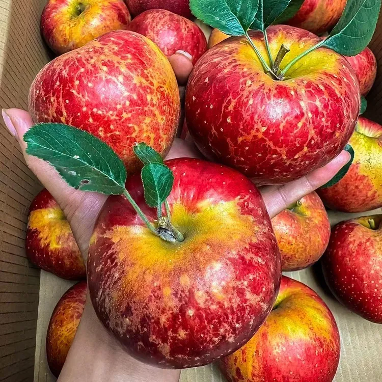 云南正宗红富士冰糖心丑苹果新鲜采摘脆甜多汁产地直发