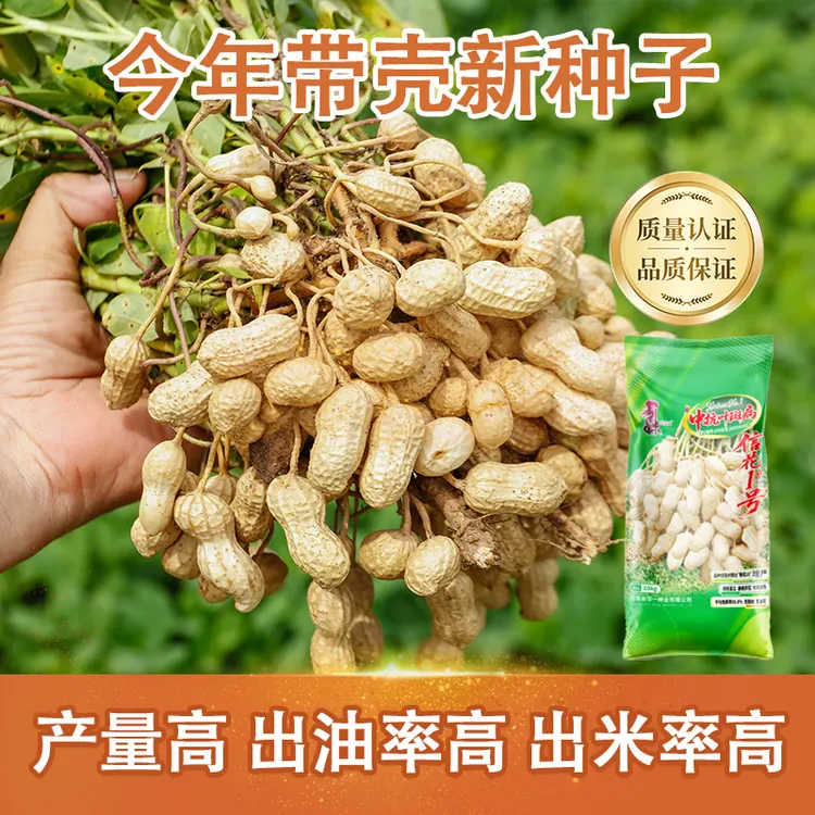 农科院信花1号白沙型高产花生种子皮薄籽大含油高出米多高抗青枯