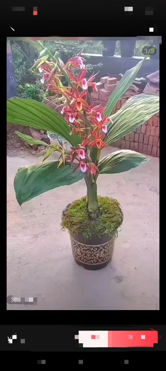 鹤顶兰兰花盆栽大象鹤顶花卉