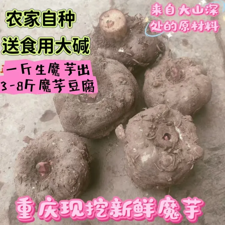 农民自种现挖现发魔芋无膨大剂可做魔芋豆腐原材料