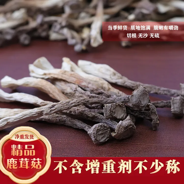 小鹿璐山货【甄选新菇】古田鹿茸菇无硫无沙脆嫩新鲜干净干货鹿茸菇
