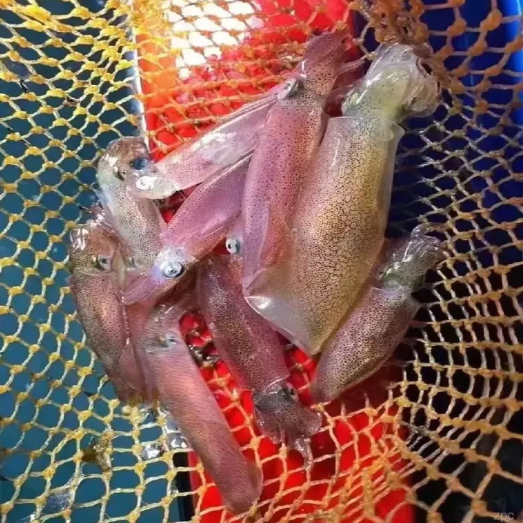 本港一口管 子弹管 灯照小管 鱿鱼鲜脆好吃