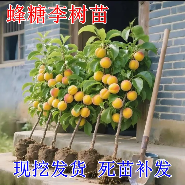 蜂糖李子树苗嫁接特大晚熟脱骨青脆李子果树苗南北方种三华李树苗