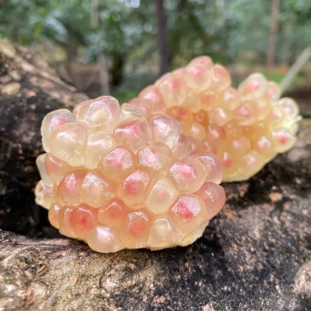 云南蒙自新鲜现摘薄皮水晶绿籽甜石榴当季水果饱满多汁