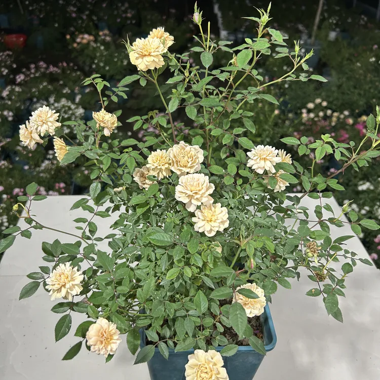 焦糖布丁月季微型月季复古焦糖色香味阳台花卉