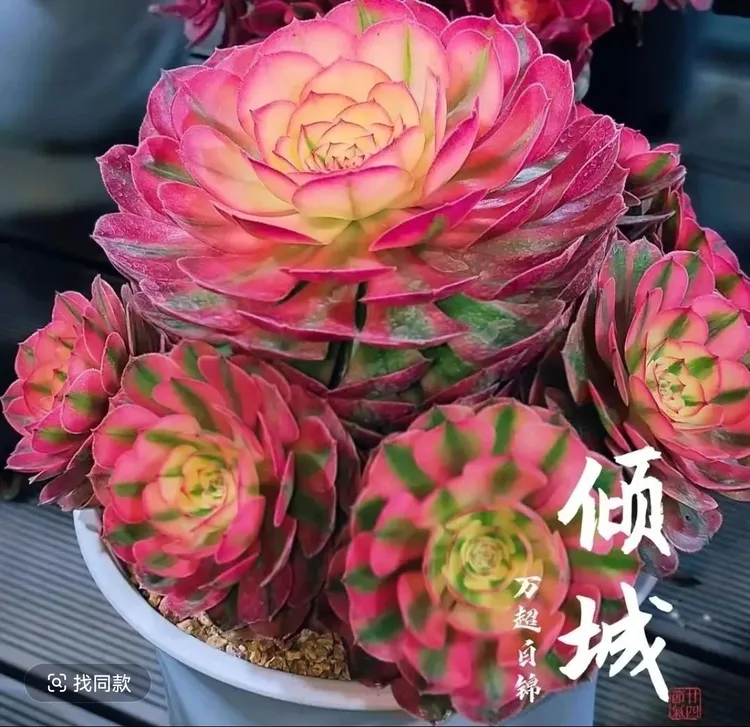 【直播专用】倾城法师多肉植物绿植好养庭院阳台装饰新手闭眼入