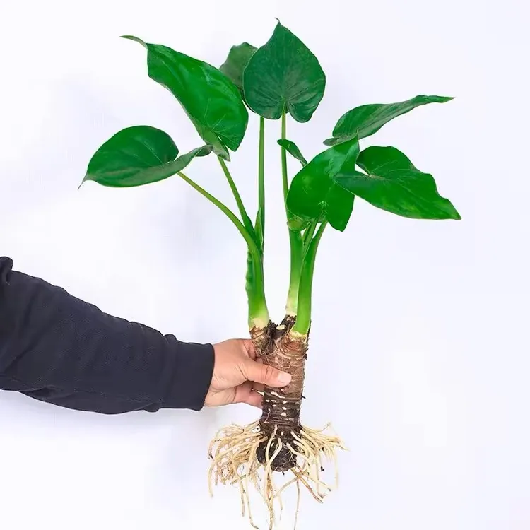 千手特大水培植物水培懒人室内办公室四季桌面小植物室内水养