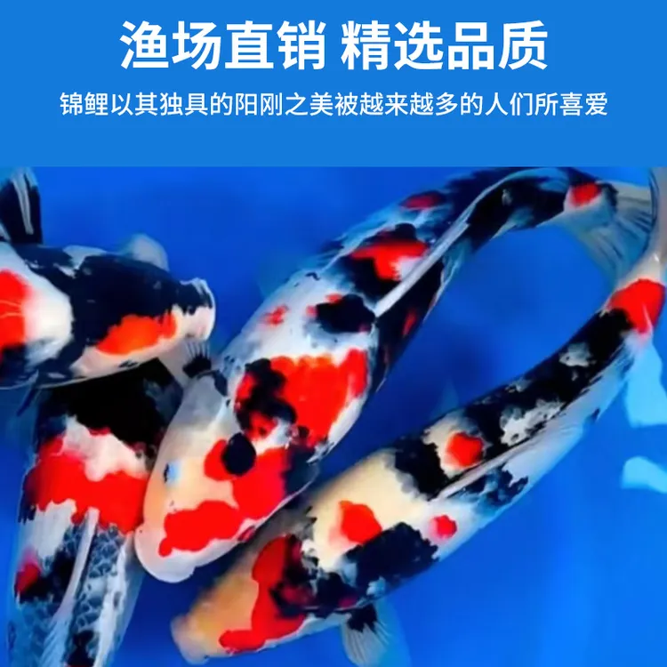 红白黑三色锦鲤活体观赏鱼冷水淡水好养耐活