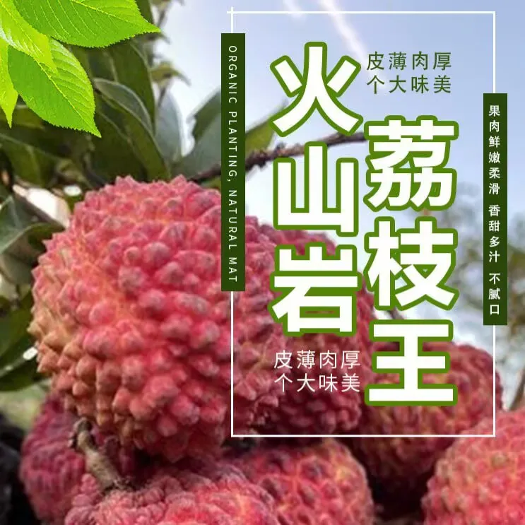 火山荔枝王 乒乓球大荔枝非白糖罂新鲜