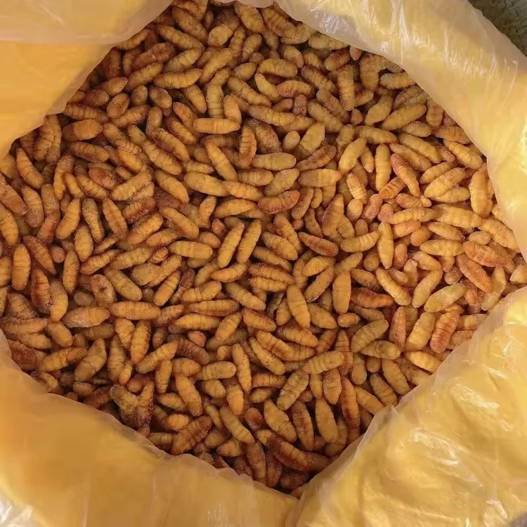 【金丝蚕蛹】山东小蚕蛹新鲜冷冻美味高蛋白营养无添加下酒菜桑蚕蛹