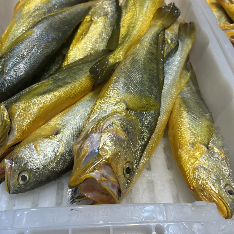 舟山海鲜 7-9两/条海钓精品细鳞野生大黄鱼黄花鱼