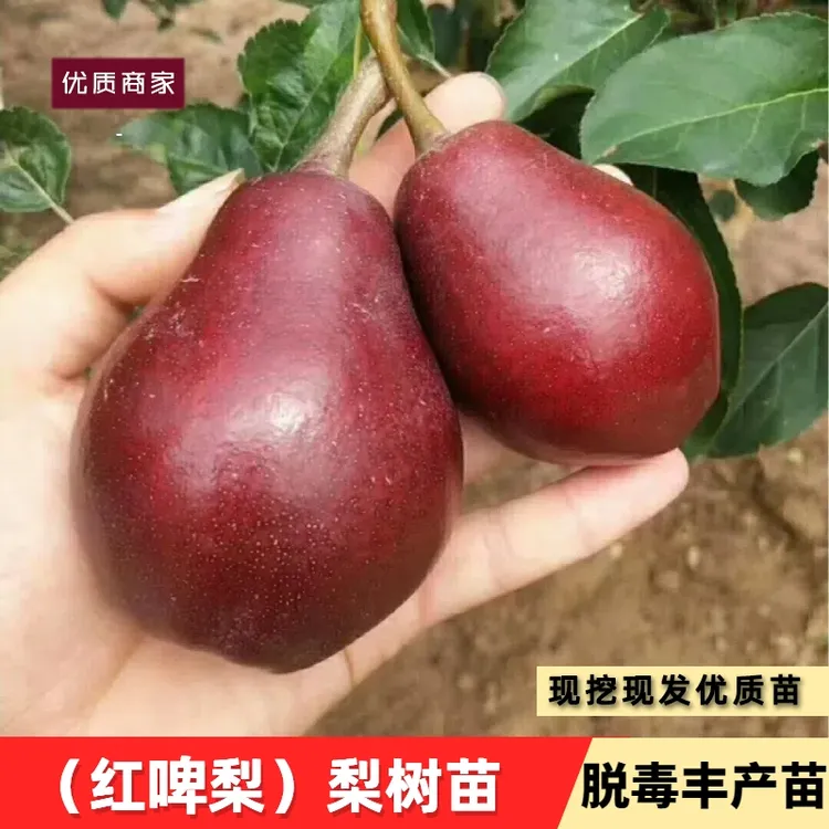 红梨树果苗嫁接红啤梨树苗巴梨西洋梨红皮梨苗红脾梨特大全红软梨