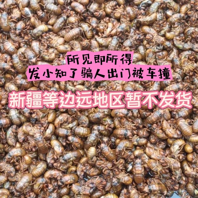 顺丰包邮2025新鲜速冻现抓金蝉知了猴爬叉爬拉猴活体