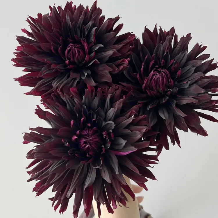 黑魔法大丽花盆栽露台庭院花卉植物多年生好养护