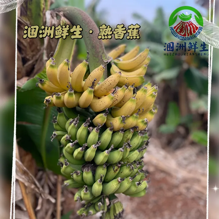 达人专属：广西北海涠洲岛火山香蕉芝麻熟香蕉（放7成熟后才香甜）