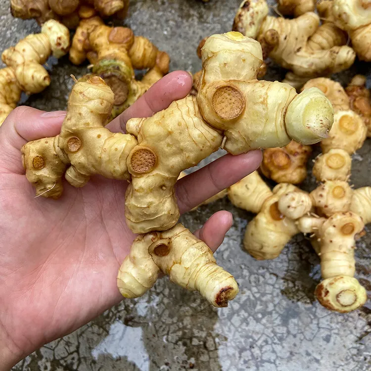 精选新鲜深山老虎姜仙人余粮滋补煲汤食材泡酒姜型多花黄精不倒苗