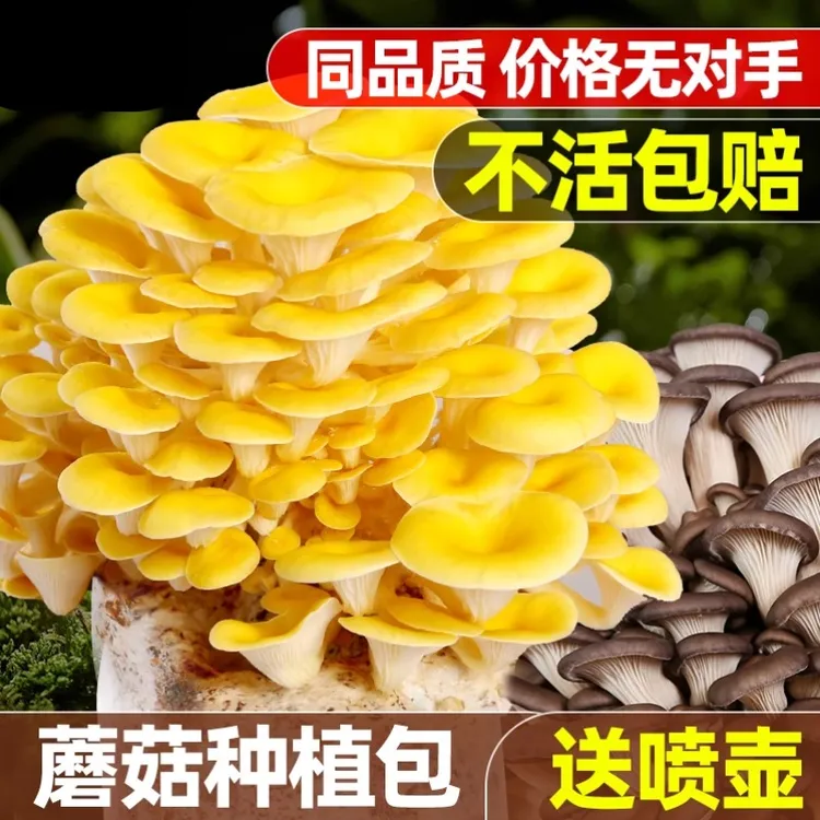 蘑菇种植包菌种菌包家种可爱香菇懒人食用黑平菇菌菇家庭新鲜菌棒