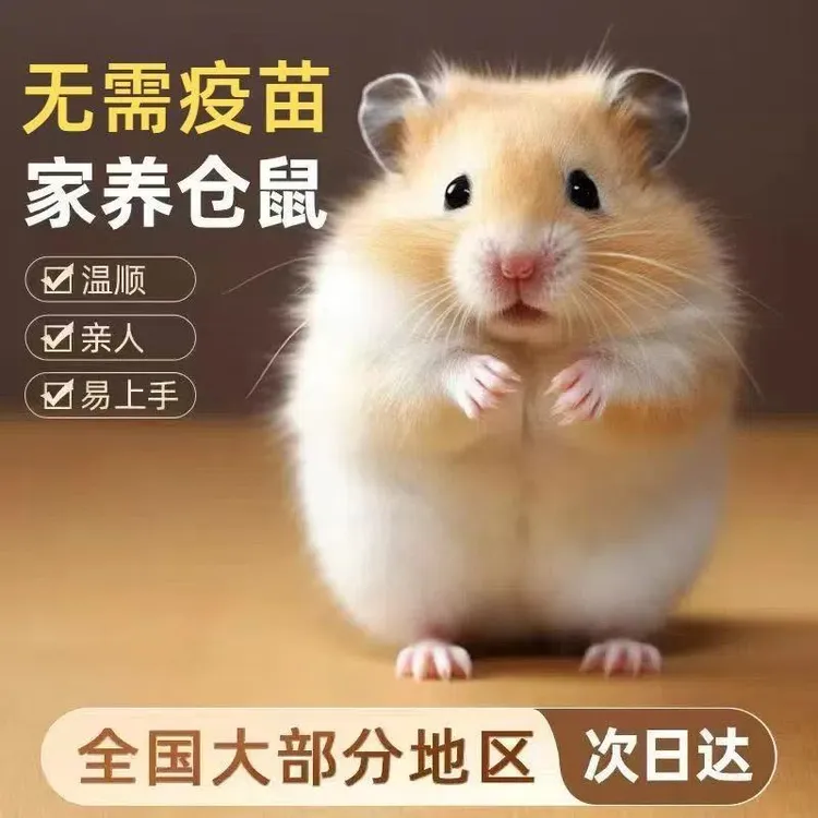 包售后仓鼠家养精品宠物布丁银狐活体长毛金丝熊纯银米熊情侣一对