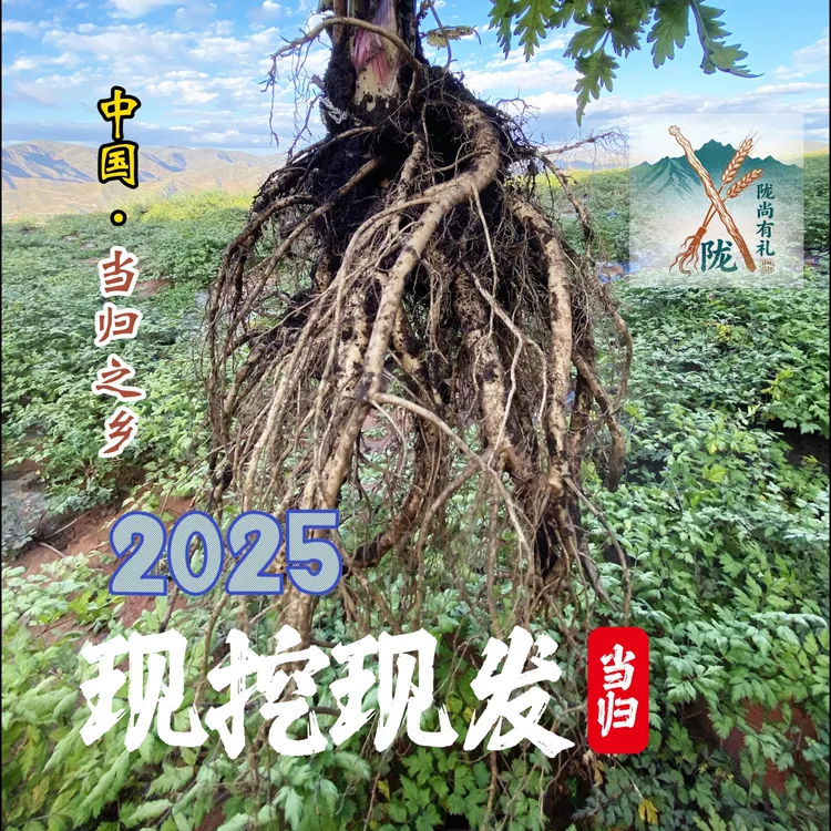 新鲜当归 甘肃当归之乡