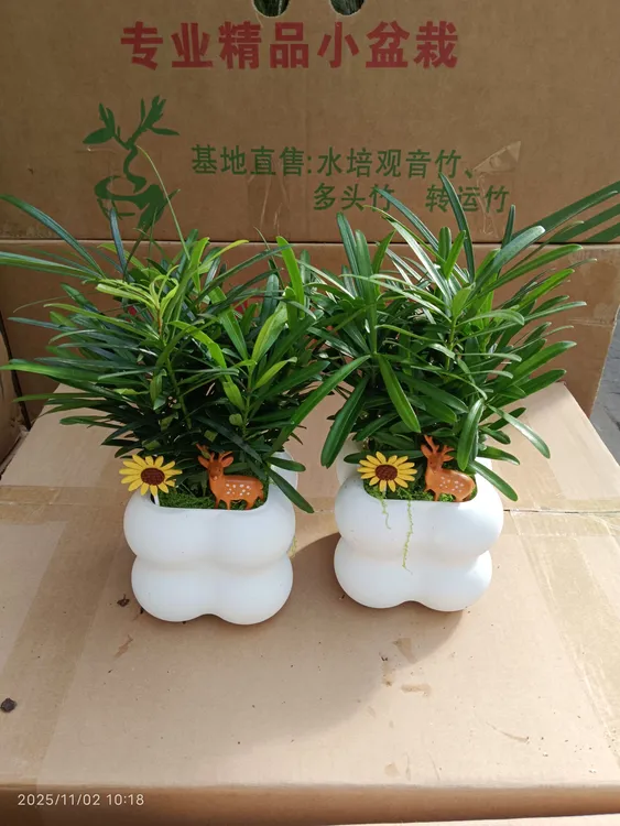 罗汉松绿植盆栽米叶造型室内水培四季常青好养活