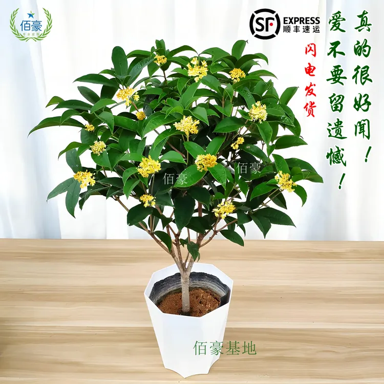 主播亲选四季桂花盆栽室内植物阳台花卉庭院盆景花期长浓香型热卖
