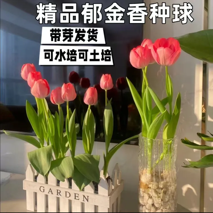 水培郁金香种球大号种子盆栽成活带芽苞土培种植开花进口正版