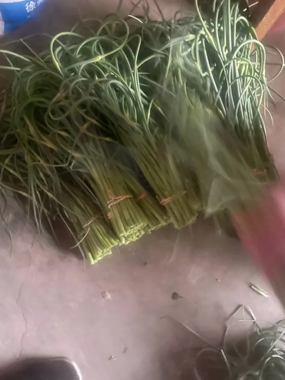 湖南邵阳农家种植本地蒜藤炒腊肉专用