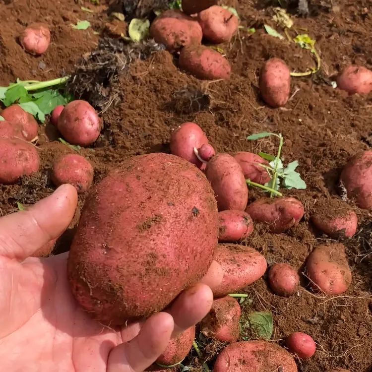 西藏山南红土豆5斤送半斤包邮