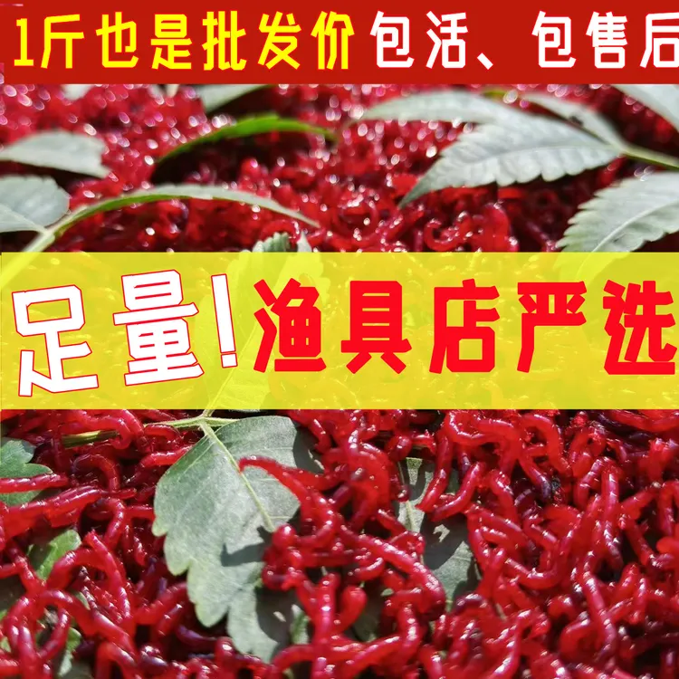 拉饵钓渔特大号挂钩饵料渔饵